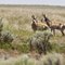 A Pair of Pronghorns near Decker Road, in Sherman County, Oregon