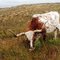 Texas Longhorn.. in Oklahoma