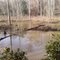 beaver made swamp