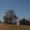 lonely house by cotton field