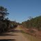 Roadside beauty ,Trotman road
