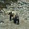 Bear Cubs outside Hoonah