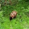 Brown Bear near Hoonah.  These dangerous bears are frequent visitors in and around town, and demand great respect.  Large males can weigh over 1,000 lbs.  This female has two cubs just out of the frame to the right.