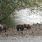 Mama & Cubs