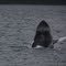 performing humpback