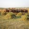 Camels Life in Desert