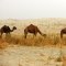 Camels in Desert