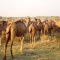 Camels