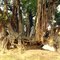 Ijaz Ahmad ,1 Thousand Year Old Tree Naer Pipnakha