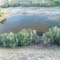 Pond 2