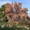 Mount Hope Cemetery