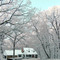 Icy Morning