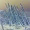 Polar-Neg shot of weeds after ice storm