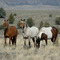 The Wild Bunch