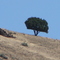 The Lone Tree