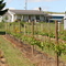 Purple Cow Vineyards Muscat