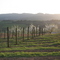 Purple Cow Vineyards Tempranillo