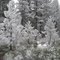 Freezing Fog