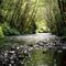 Running Creek with Red Alders