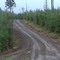 Forest Road with young Douglas fir timber stands