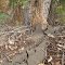Tree bursting asphalt