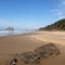 Arcadia Beach
