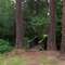 the woods