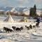 Sled Dogs in Eagle Cap Sled Dog Race