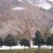 bald eagle tree