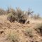 Momma & cubs looking for water on a 109 degree F day on the way into Hell's Canyon.