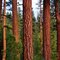 Ponderosa Pine