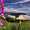 Cascade Head Foxglove