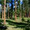 Ponderosa Forest...