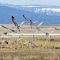 Cranes spring migration