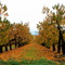 Orchards in Autumn