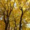 Stunning fall colors