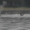 Whales in Alaska