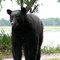 Famous Bear of Alligator Point