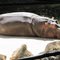 Hippotamus napping