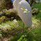 Great White Heron