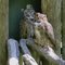 Owls