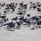 Black skimmers & blackheaded gulls