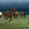 Horses at Deep Creek Stables