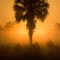 Lone Palm Sunrise