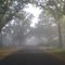 foggy canopy road, Church St, Barberville (3-19-2011)
