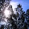Slash pine, Lake George State Forest