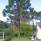 Pinheiro Araucaria -By Vilson Volpato
