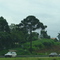 Araucária - Árvore simbolo do Paraná.