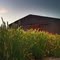 Red Iron Barn Behind Winter Annual Grasses