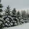 row of pines & snow in nepa